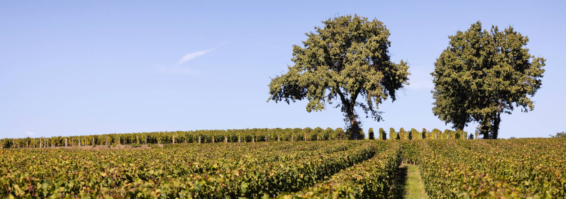 Château de Candale - Rue des Vignerons