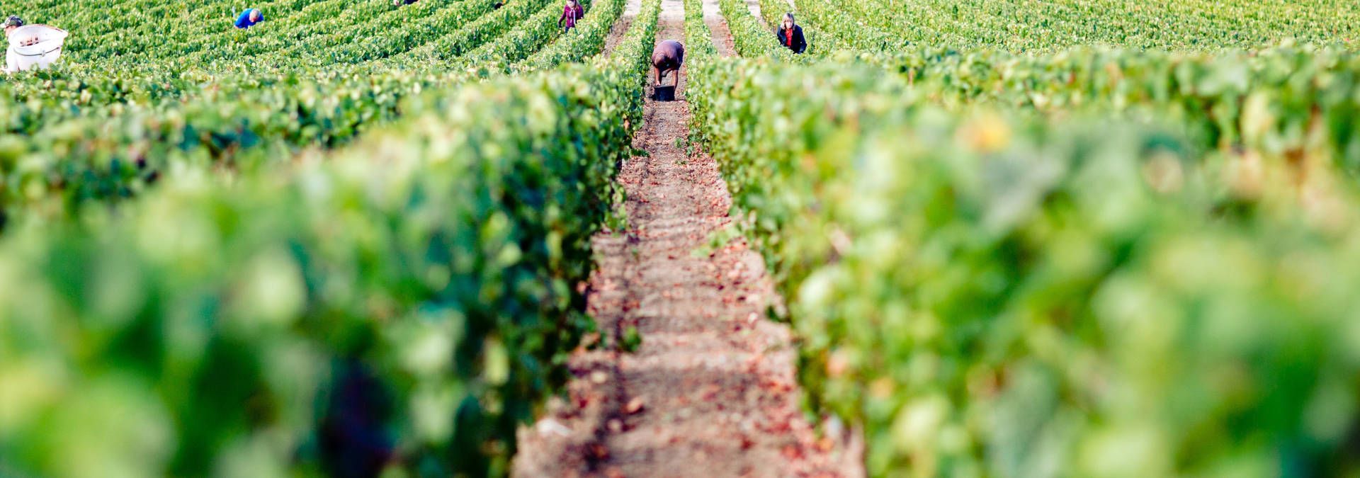Domaine du Beauregard - Rue des Vignerons