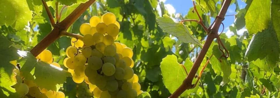 Domaine Jonathan Bonvalot - Rue des Vignerons