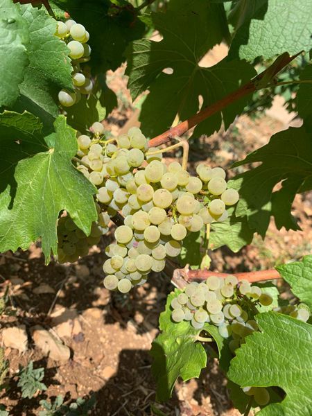 Special White Wine Tasting-photo