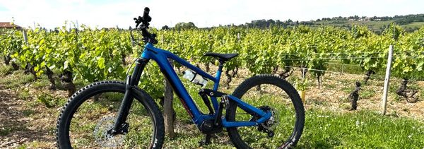 Bike tour of famous vineyards & tasting-photo