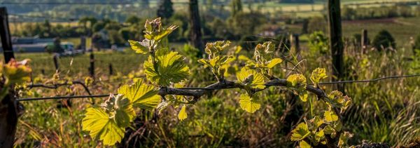 A trip to the heart of the plots-photo