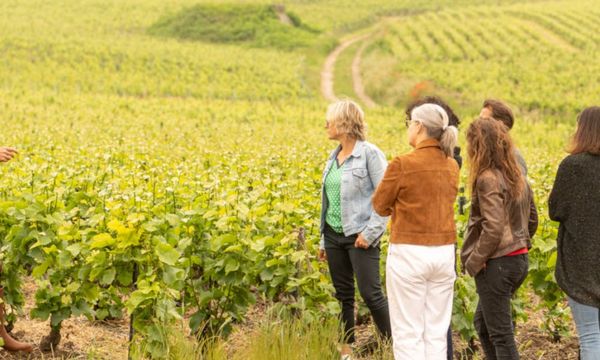 Family wine-grower, great appellation-photo