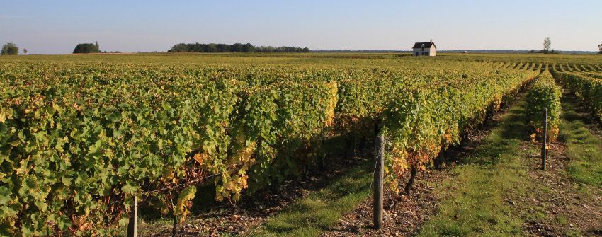 Domaine des champieux - Rue des Vignerons