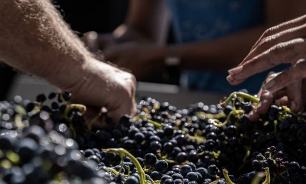 Over het Arlène-terroir-photo