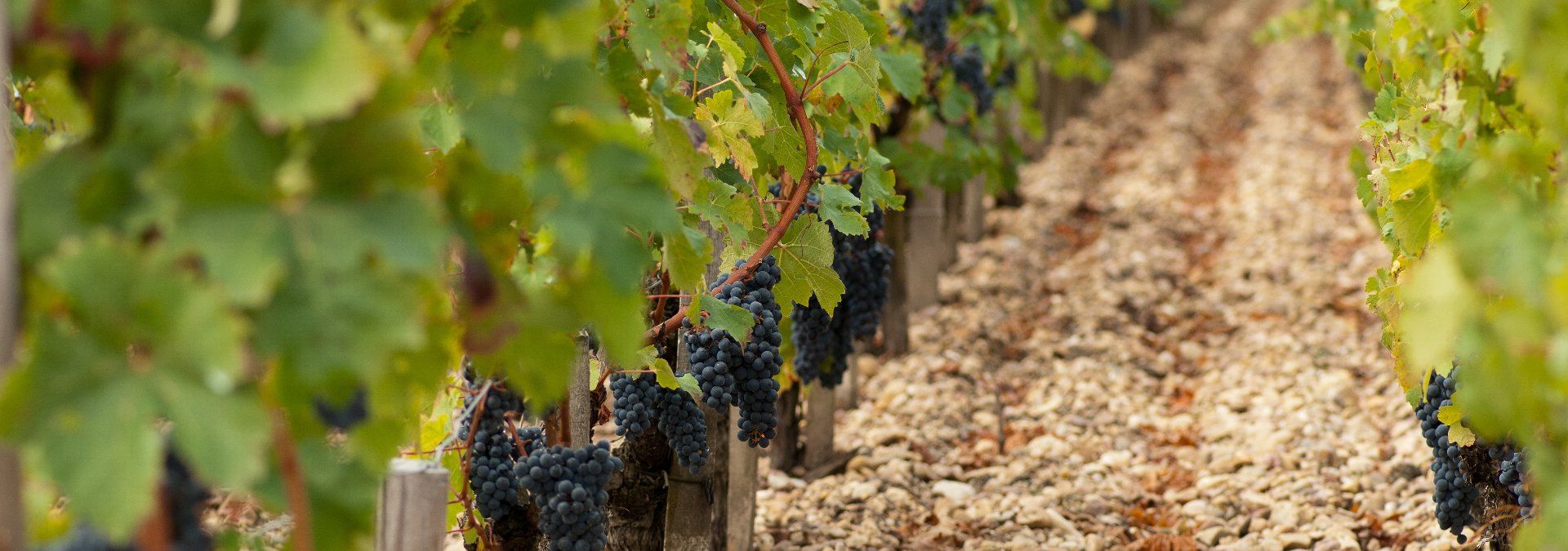 Château Tronquoy-Lalande - Rue des Vignerons