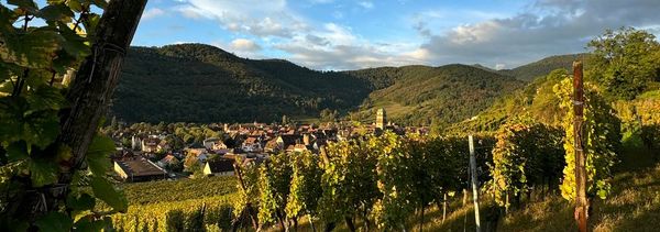 De la vigne au verre-photo