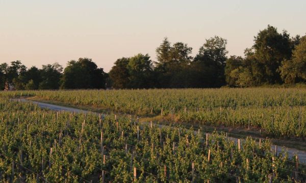 Visite vignoble et Musée : entre vin et histoire-photo