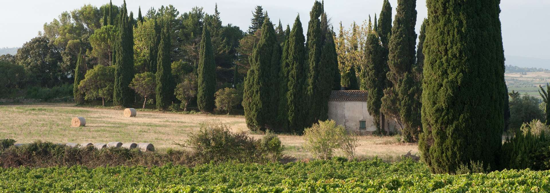 Domaine de la Sapinière - Rue des Vignerons