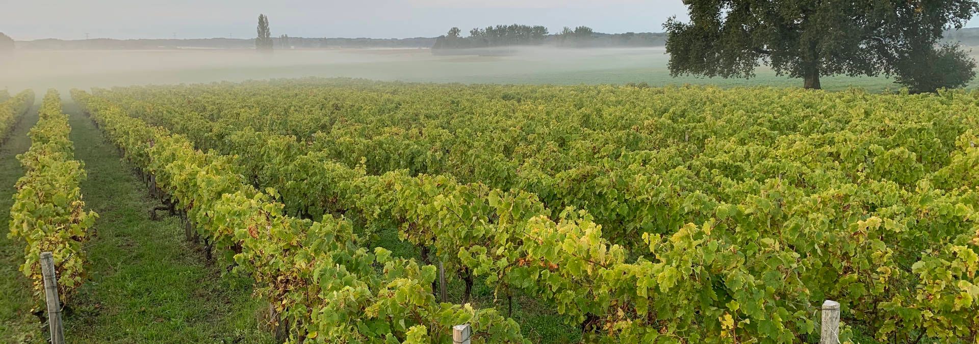 Domaine du Chêne - Rue des Vignerons