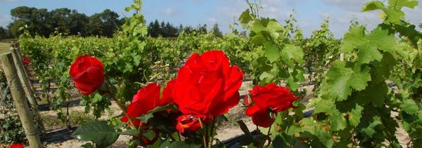 Auf der Entdeckung der Weine von Henry Marionnet-photo
