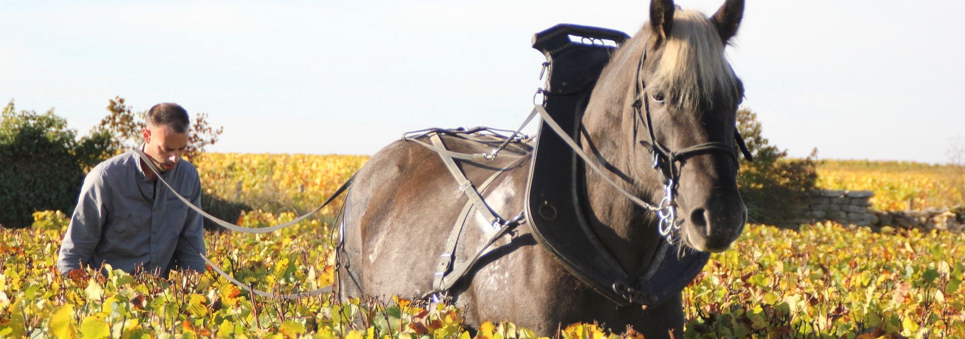 Domaine Guillaume Baduel - Rue des Vignerons