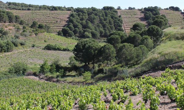 Tour del vino-photo