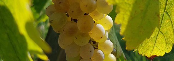 Het druivenras Chenin, een caleidoscoop-photo