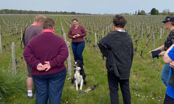 A walk through the vineyards-photo