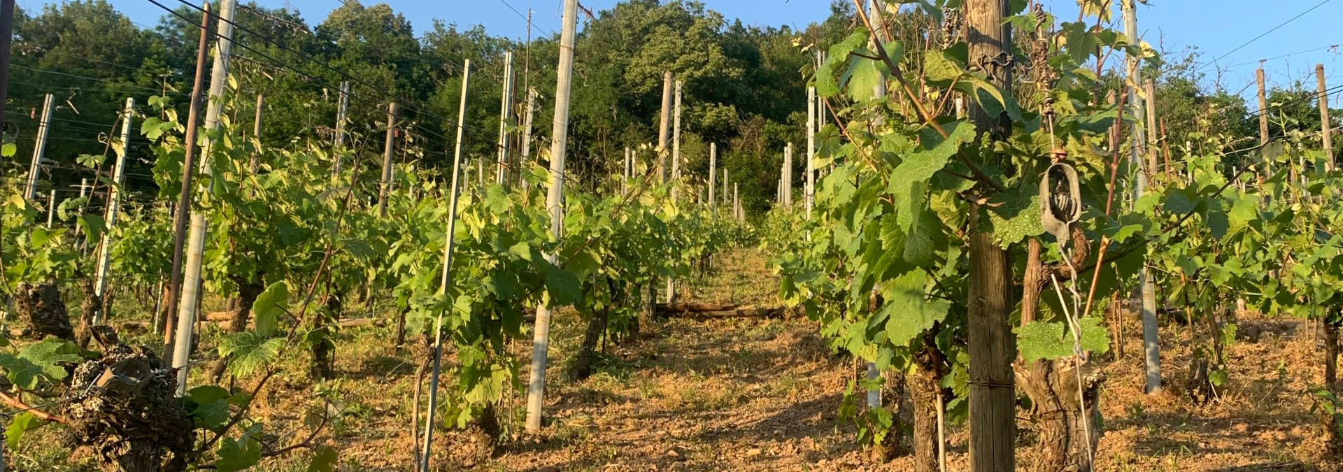 Domaine Eugène Schnebelen &amp; ses filles - Rue des Vignerons