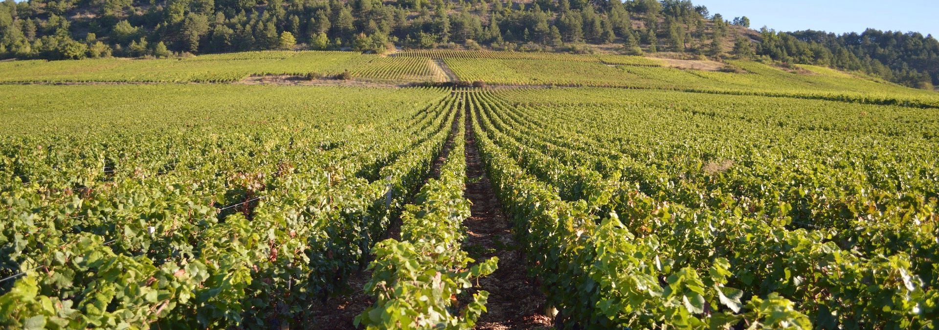 Domaine Debray - Rue des Vignerons 