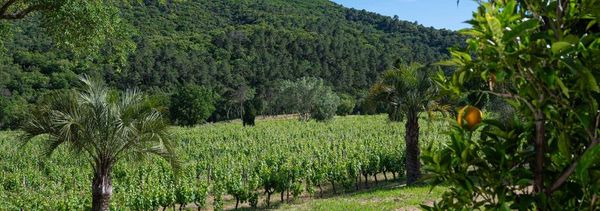 Visite du vigneron et accords mets et vins-photo