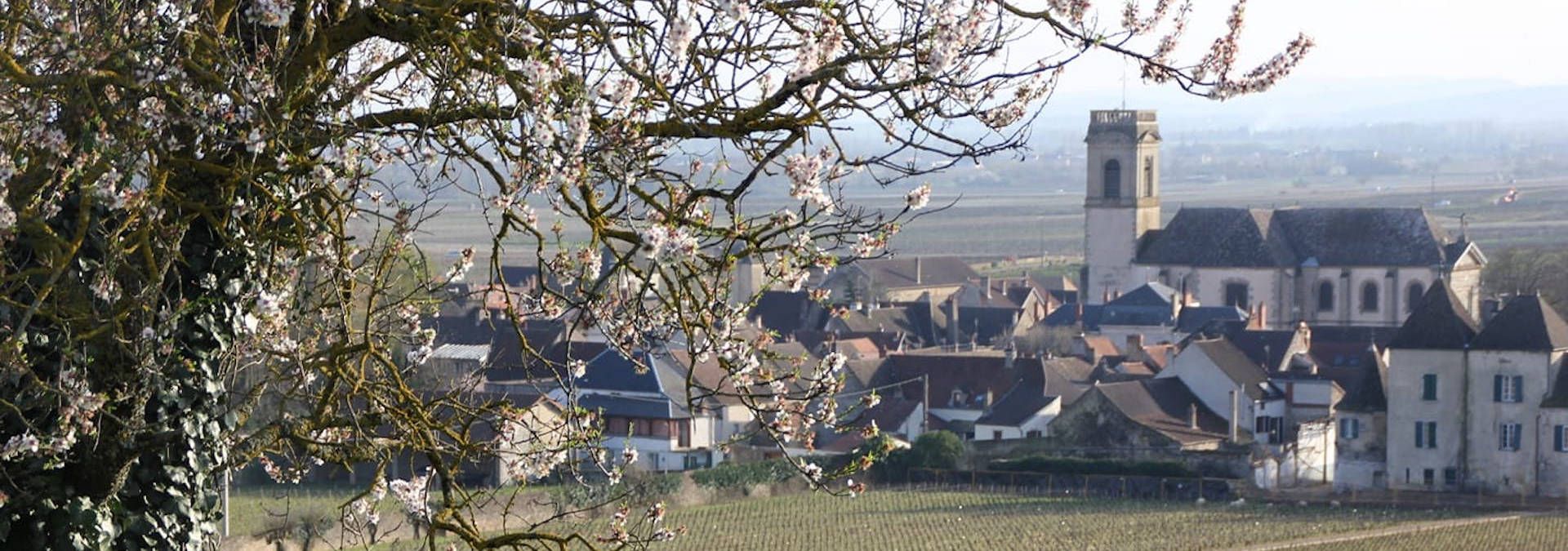 Domaine Guillaume Baduel - Rue des Vignerons
