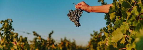 Degustazione delle origini di Angludet-photo