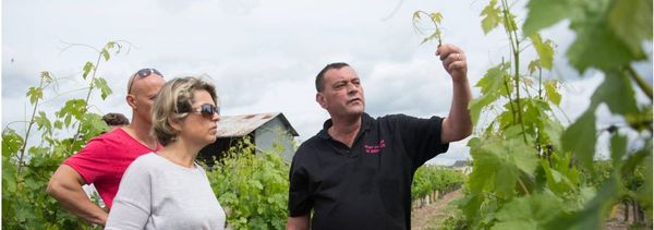 Guided walk through the vineyards-photo