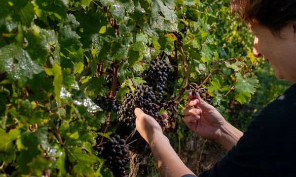Discover biodynamics!-photo