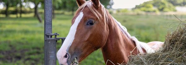 Découverte des animaux et dégustation de 3 cuvées-photo