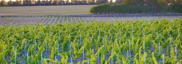 Visit & tasting & pairings (Sunday special)-photo