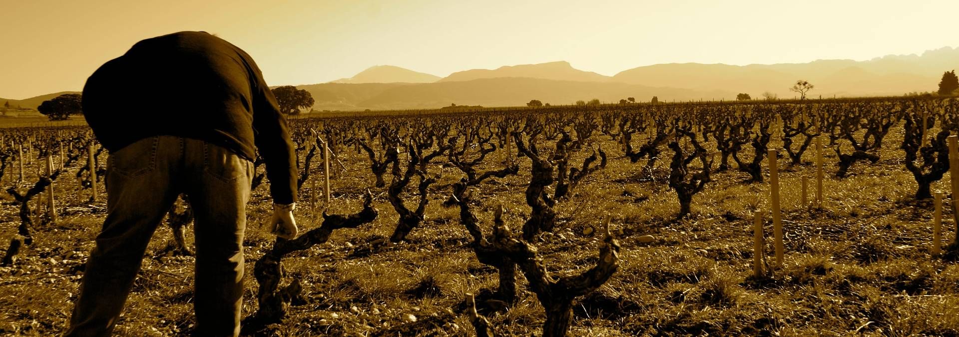 Domaine du Trapadis - Rue des Vignerons