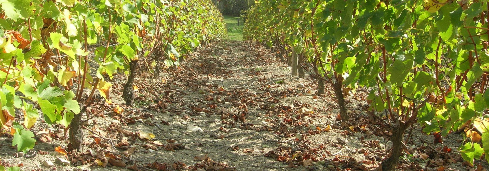 Domaine Patrick Noël - Rue des Vignerons