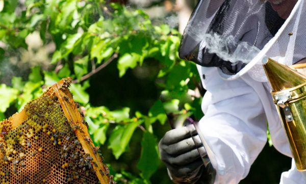 Visite Bio et Biodynamie 