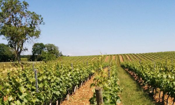 Visita a nuestra finca y degustación-photo