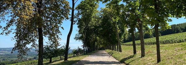 Tour di benvenuto e degustazione di vini-photo