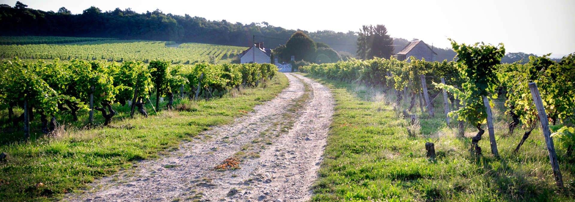 Domaine Dozon - Rue des Vignerons