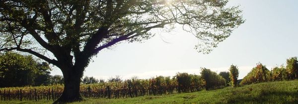 Visite des vignes et du chai avec dégustation-photo