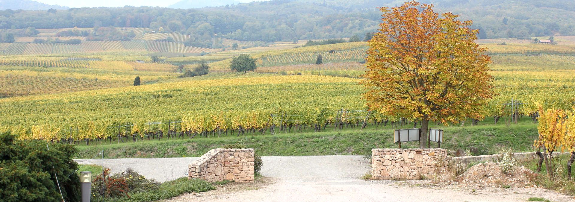 Domaine André Kientzler - Rue des Vignerons 