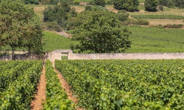 Walk and tasting in our vineyards-photo