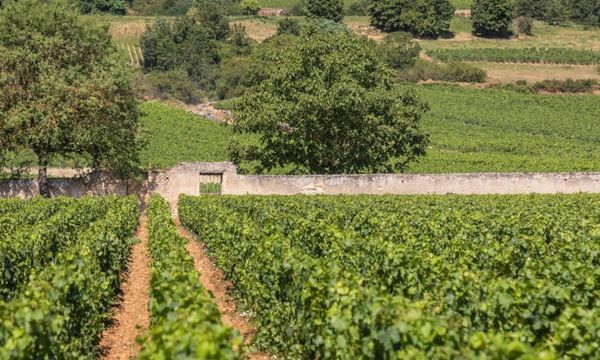 Balade et Dégustation dans 3 de nos vignes-photo