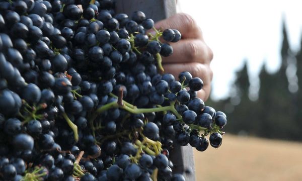 Cata de los tesoros de la bodega-photo