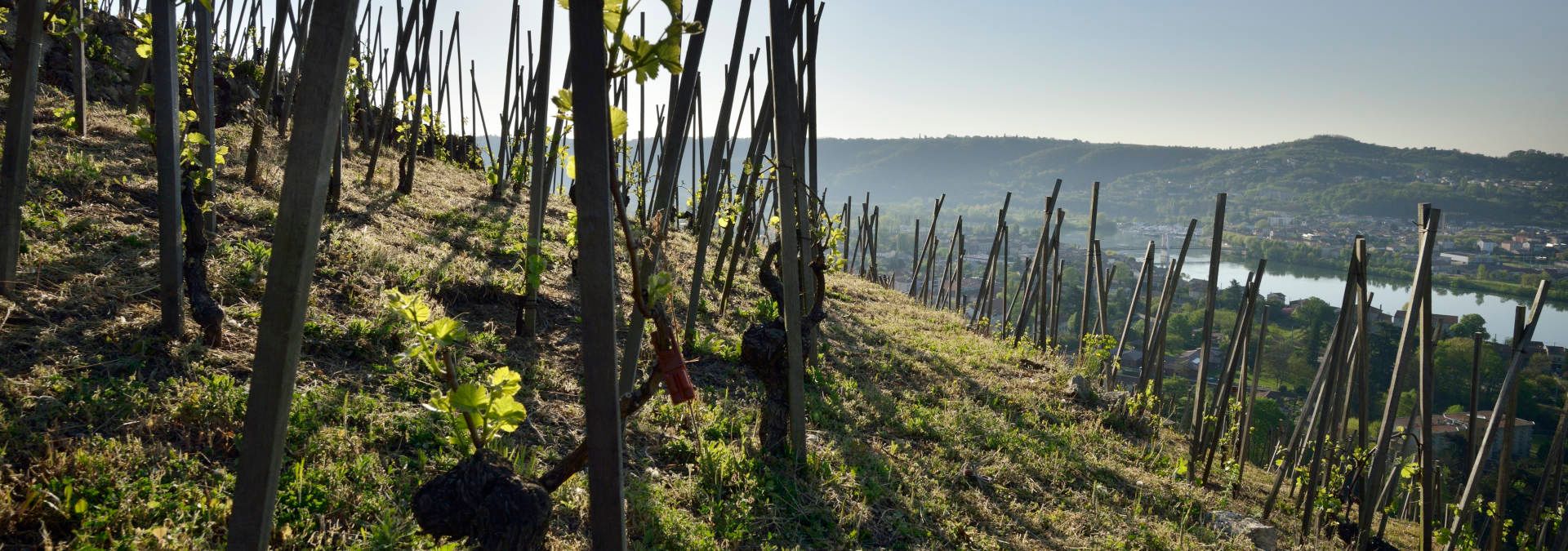 Domaine Rémi et Robert Nero - Rue des Vignerons 