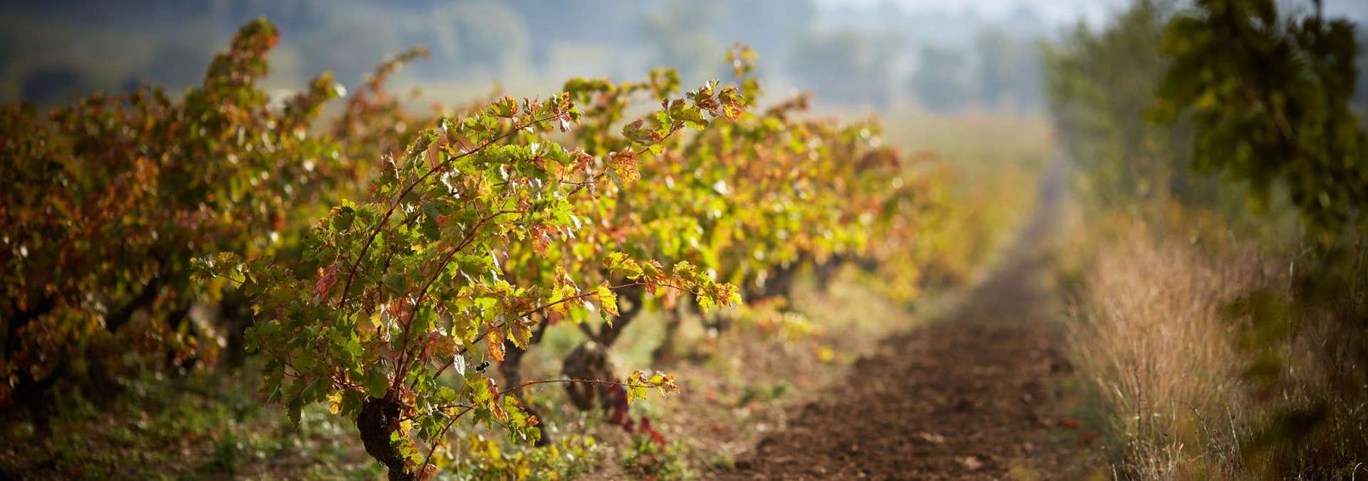 Chateau Pech Latt - Rue des Vignerons