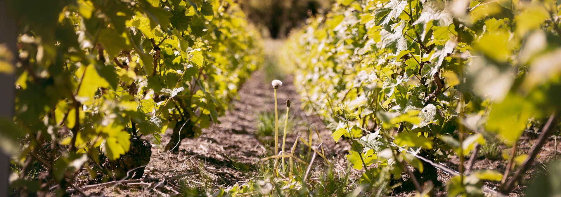 Champagne-Cuillier-Desloovere - Rue des Vignerons