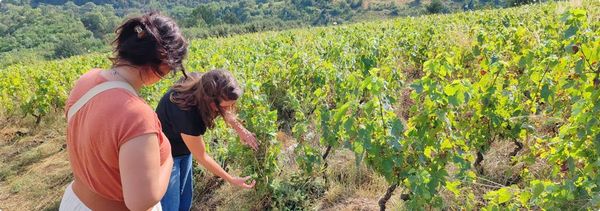 ¡Conviértase en viticultor por un día!-photo