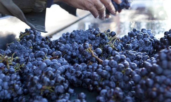 The aromas of the Mourvèdre grape variety-photo