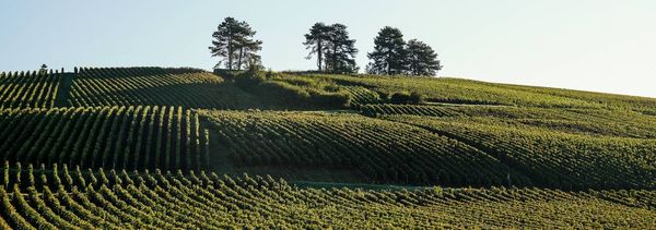 Rundgang durch die Weinberge und Besuch des Weinguts - Gruppe-photo