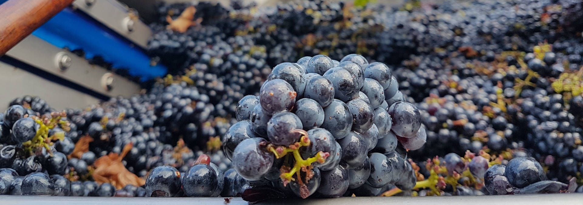 Visit of the vineyard &amp; storehouse, and tasting