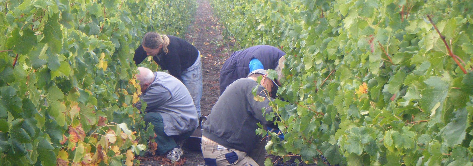 Chateau Moutte Blanc - Rue des Vignerons