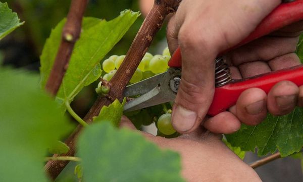 Balade dans les vignes : de la vigne au pressoir!-photo