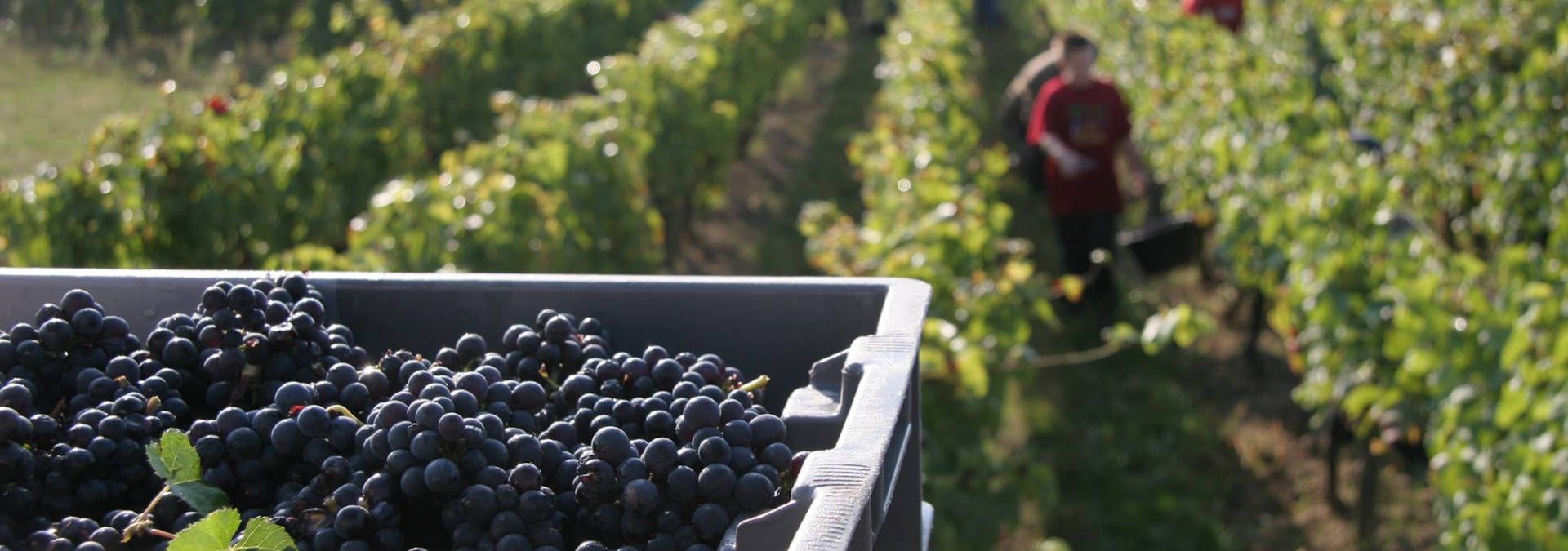 Domaine de Montcy - Rue des Vignerons