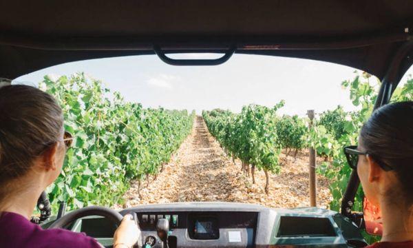 Safari dans les vignes-photo